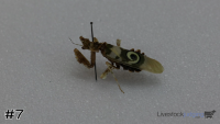 Specimen#7