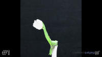 Plant#1