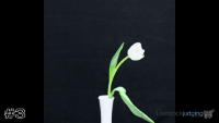 Plant#3