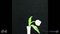 Plant#4