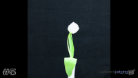 Plant#5