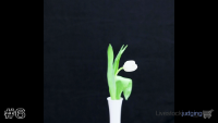 Plant#6