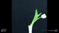 Plant#7