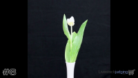 Plant#8