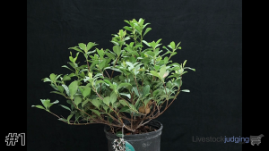 Class #1 Shrub thumbnail
