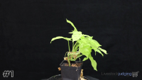 Plant#1
