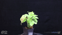 Plant#2
