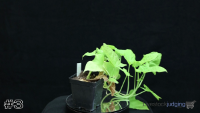 Plant#3