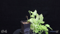 Plant#4