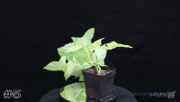 Plant#5