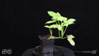 Plant#6