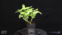 Plant#7
