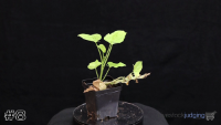Plant#8