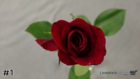 Flower#1