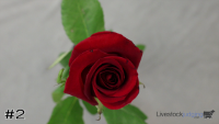 Flower#2