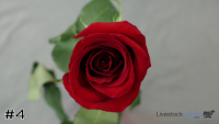 Flower#4