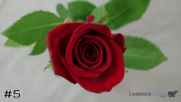 Flower#5