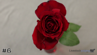 Flower#6