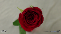 Flower#7