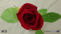 Flower#8