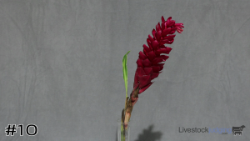 Flower#10