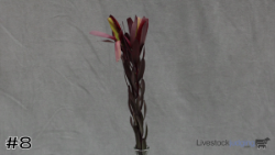 ID#8