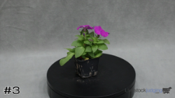 ID#3