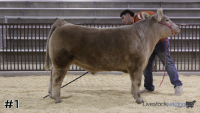 Steer#1
