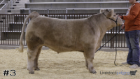 Steer#3
