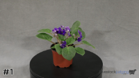 Flower#1