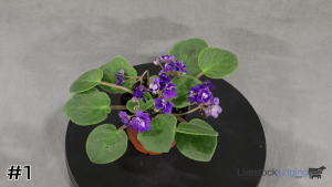 Class #4 Blooming Container thumbnail