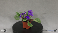 Flower#2