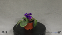 Flower#4