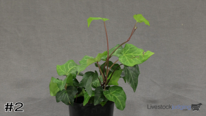 Class #5 Foliage Container thumbnail