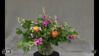 Arrangement#3