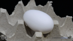 Egg#1