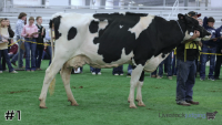 Cow#1
