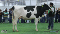 Cow#2