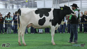Class #5 Holstein Cows thumbnail