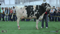 Cow#3