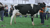 Cow#4