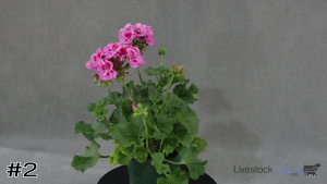 Class #1 Blooming Container thumbnail