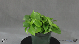 Class #2 Foliage Container thumbnail