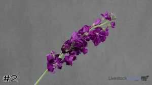 Class #4 Line Flowers thumbnail