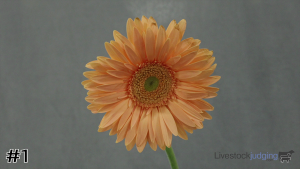 Class #5 Form Flowers thumbnail