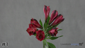 Class #6 Mass Flowers thumbnail