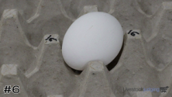 Egg#6