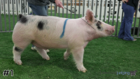 Hog#1