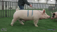 Hog#2