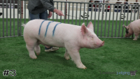 Hog#3